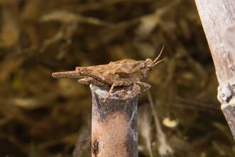 A slender groundhopper resting on a broken reed stem. It's a stocky, brown relative of the grasshoppers, with a long pronotum that extends beyond the end of its body