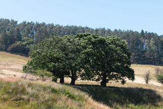 Alders at Fox Hill