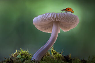 Ladybird on a bonnet mushroom by Munier Hossain