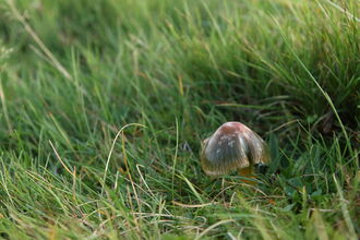 A parrot waxcap growing amongst medium-length grass. It's a small toadstool with a glistening greenish-red cap