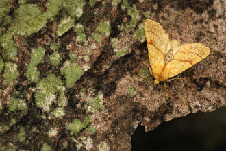 Orange sallow moth