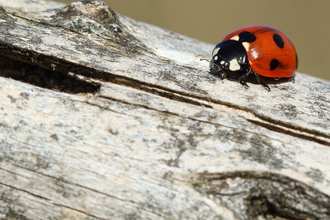 Ladybird