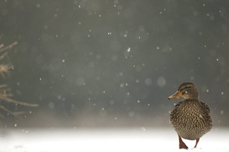 mallard snow