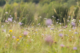 wildflowers