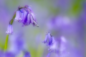 bluebells