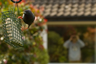 bird feeders