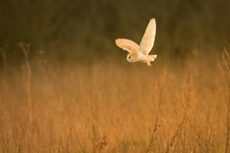 barn owl