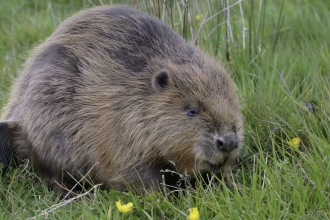 Beaver