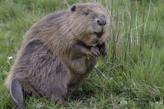 beaver