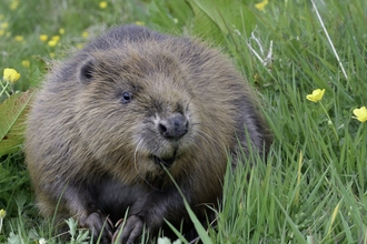 beaver