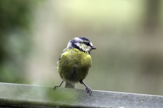 Blue tit