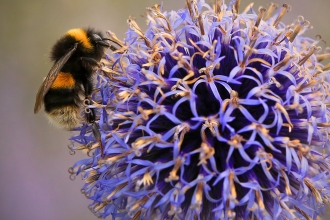 Buff-tailed bumblebee