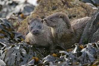 otters together