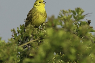 Yellowhammer in hedge