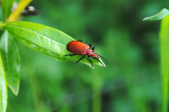 Cardinal beetle