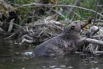 beaver