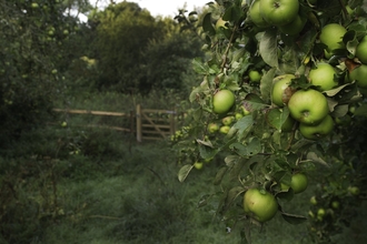 Apple trees in an orchard