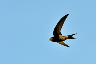 photo of a swift