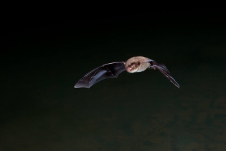 bat