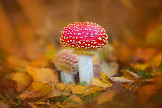 Fly agaric