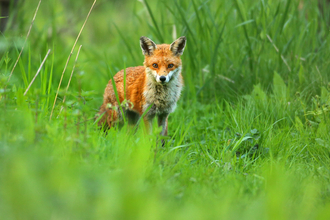 fox in the grass