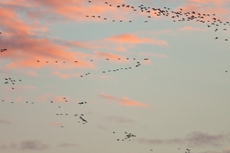 Migration
