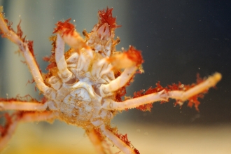 Great Spider crab