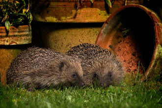 hedgehog