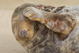 Grey seal