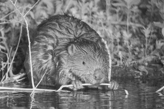 beaver on camera