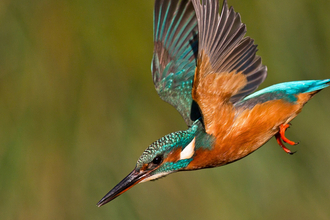 Kingfisher