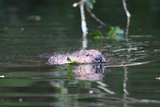 beaver kit