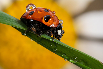 Ladybird