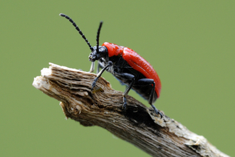 Lily beetle