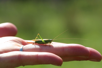 Long-winged conehead on a hand