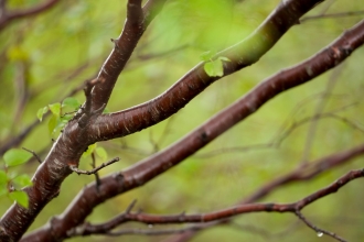 tree branches