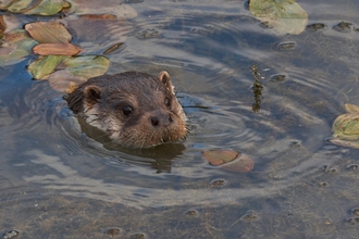 otter