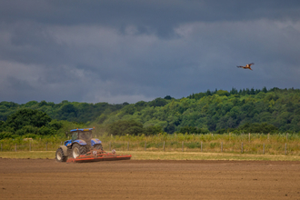 farming red kite