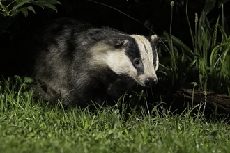 Badger