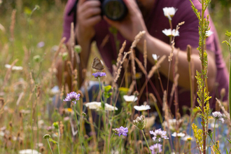camera wildflower
