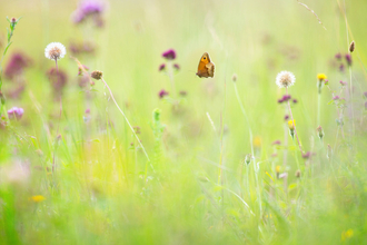 wildflower meadow