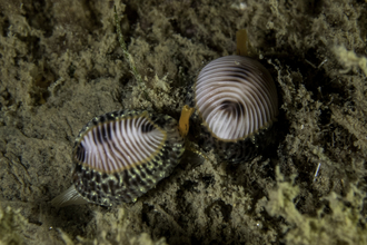 Spotted cowrie pair