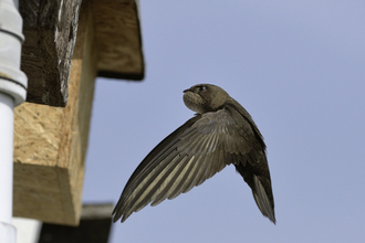 Swift flying to a box