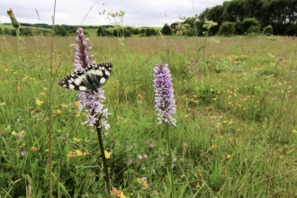 Common spotted-orchid