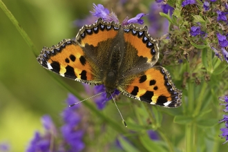 Small tortoiseshell butterfly