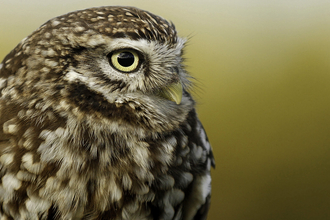 Little owl