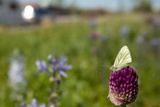 wildlife at the roadside