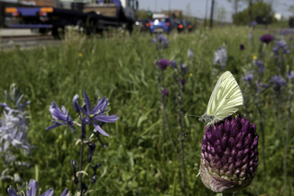 Urban wildlife - Roadside flowers