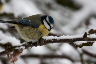 Blue tit snow