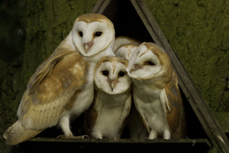 barn owls